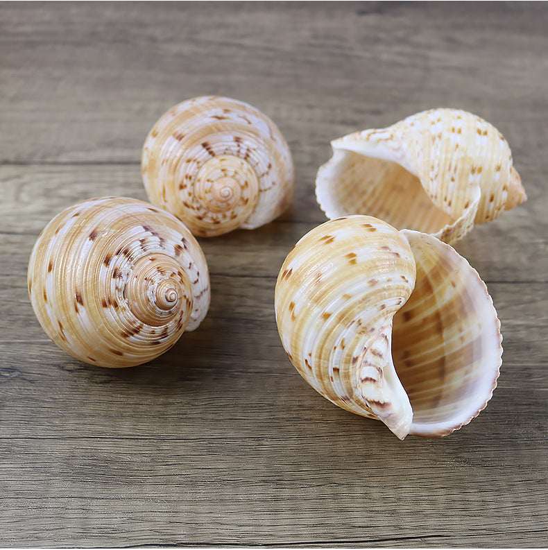 Natural Conch Shell Home Decoration