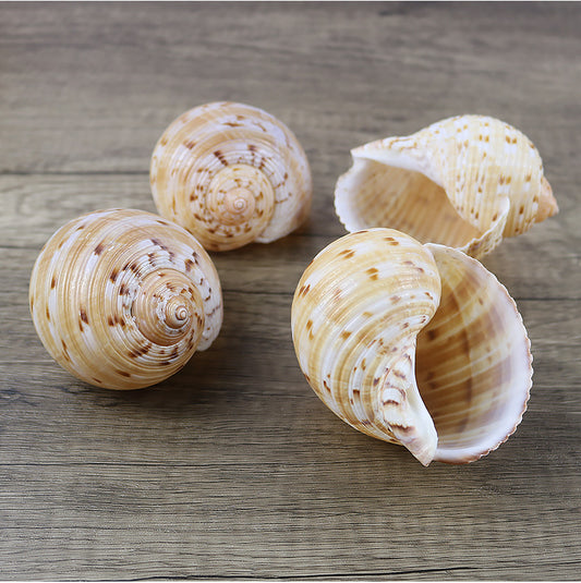 Natural Conch Shell Home Decoration