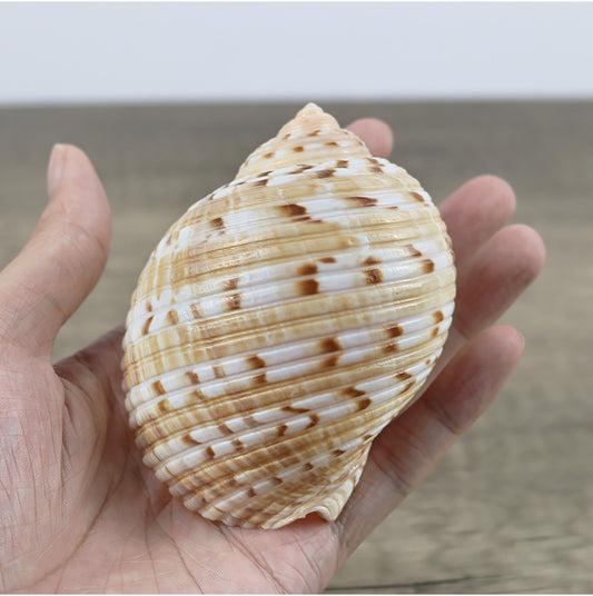 Natural Conch Shell Home Decoration