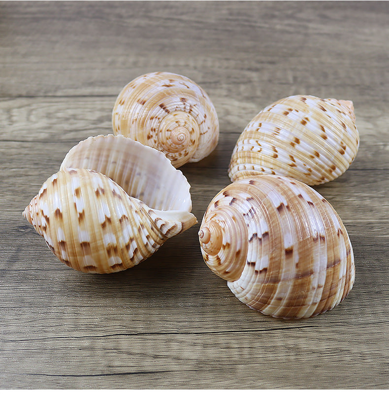 Natural Conch Shell Home Decoration