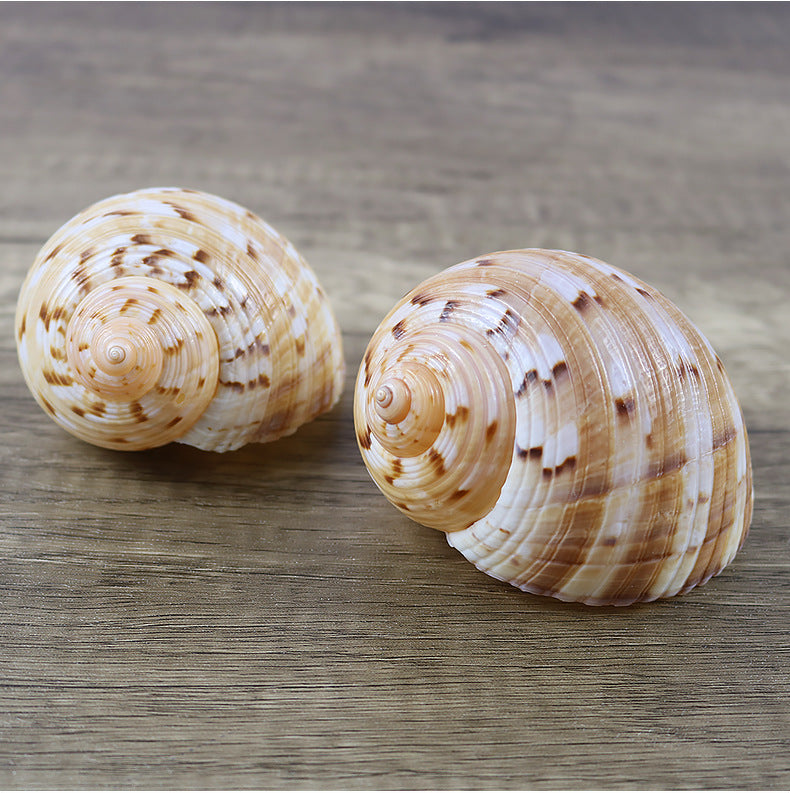 Natural Conch Shell Home Decoration