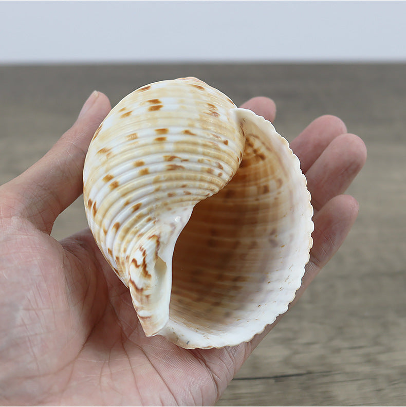 Natural Conch Shell Home Decoration